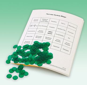 Nervous System Bingo Game for Anatomy and Physiology