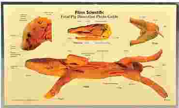Loligo Squid Dissection Photo Guide for Biology and Life Science