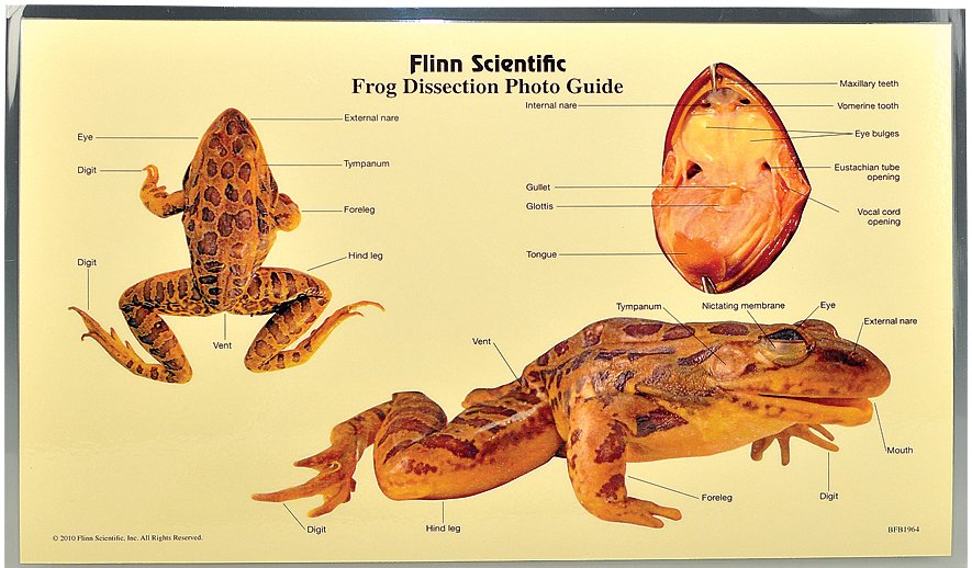 Frog Dissection Photo Guide Pkg Of 5