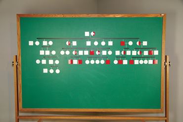 genetic probability, genetics, heredity, inheritance