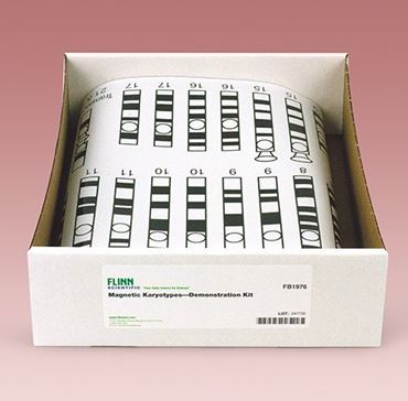 monosomy, disomy, trisomy, translocation, syndrome