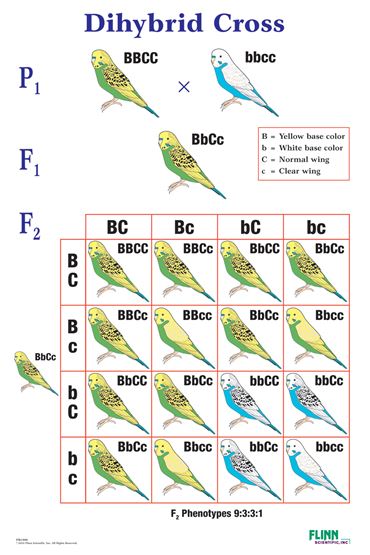 Dihybrid Cross Genetics Poster for Biology and Life Science