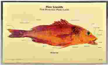 Loligo Squid Dissection Photo Guide for Biology and Life Science