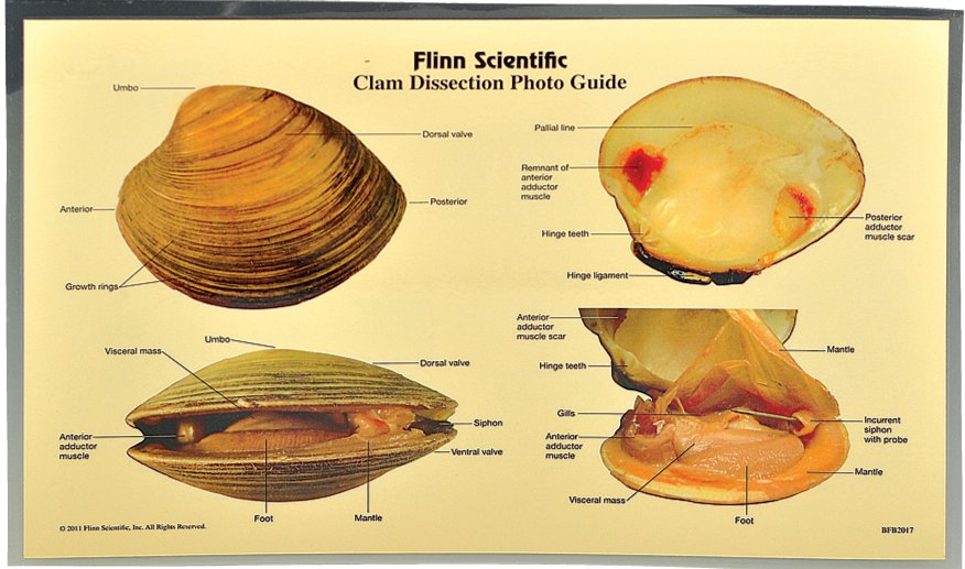 Clam Dissection Photo Guide Pkg Of 5