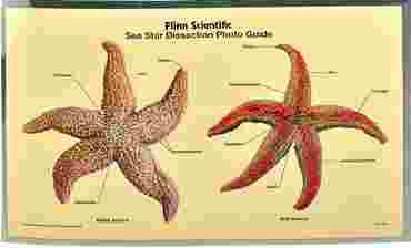Loligo Squid Dissection Photo Guide for Biology and Life Science