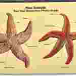 Loligo Squid Dissection Photo Guide for Biology and Life Science