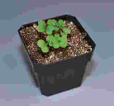 Wisconsin Fast Plant® Seeds for AP* Biology and Life Science