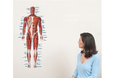 Muscular System Wall Graphic for Anatomy Studies