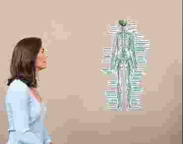 Nervous System Wall Graphic