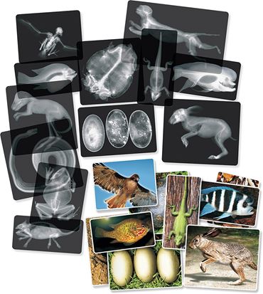 Animal X-Rays for Biology and Life Science