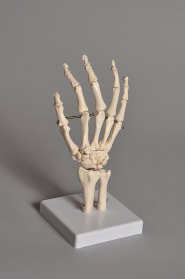 Human Hand Model for Anatomy Studies