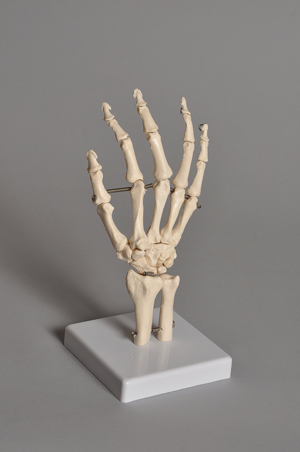 Human Hand Model