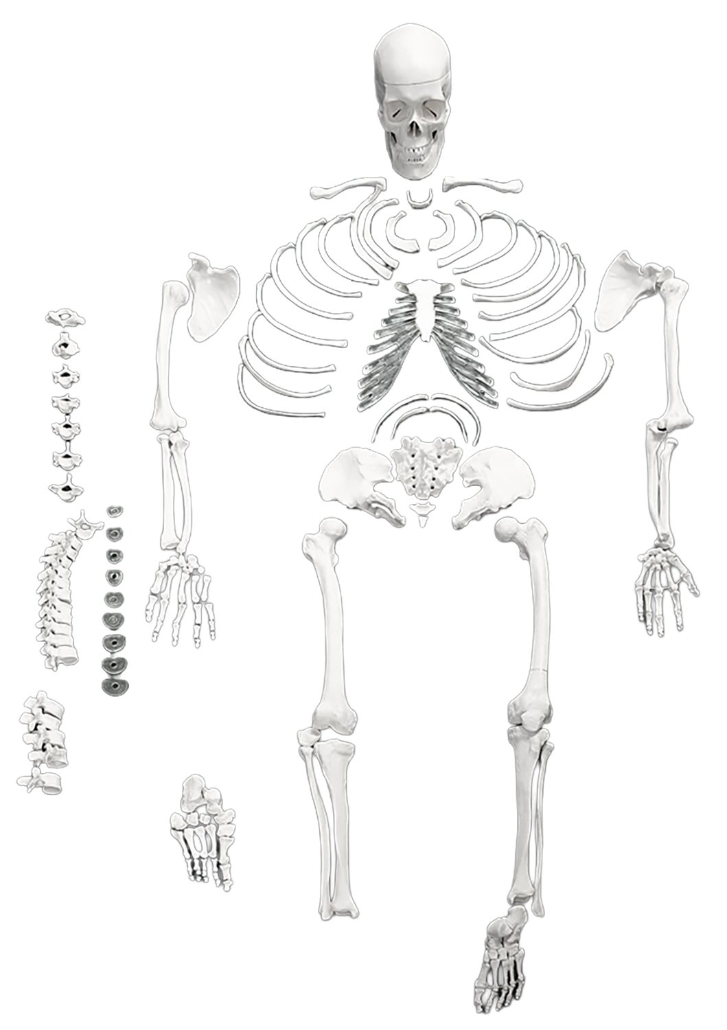 Disarticulated Skeleton for Anatomy Studies