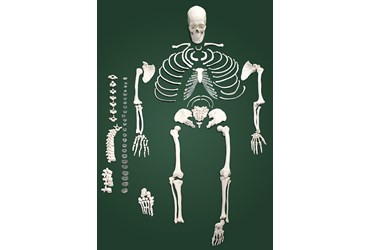 Disarticulated Skeleton for Anatomy Studies