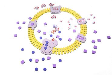 Phospholipid and Membrane Transport Kit for Biology and Life Science