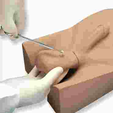 3B Scientific® No Scalpel Vasectomy Model for Nursing and CTE