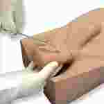 3B Scientific® No Scalpel Vasectomy Model for Nursing and CTE