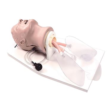 3B Scientific® Life/form® Airway Larry Adult Airway Management Trainer with Stand for Nursing and CTE