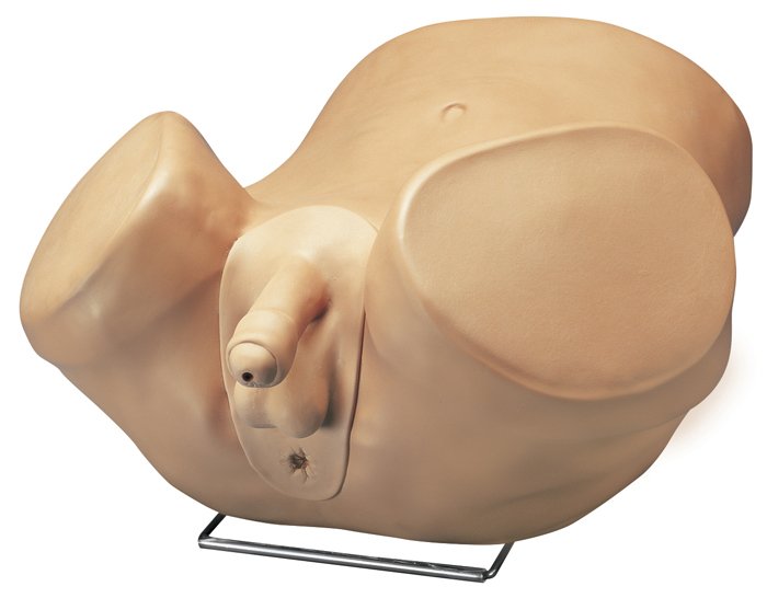 3B Scientific® Advanced Patient Care Male Prostate Simulator for Nursing and CTE