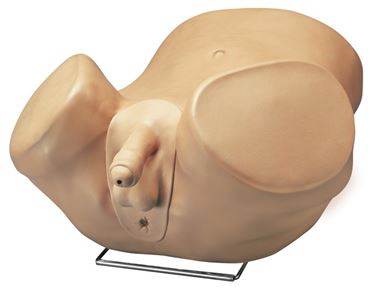 3B Scientific® Advanced Patient Care Male Prostate Simulator for Nursing and CTE