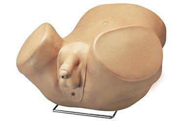 3B Scientific® Advanced Patient Care Male Prostate Simulator for Nursing and CTE