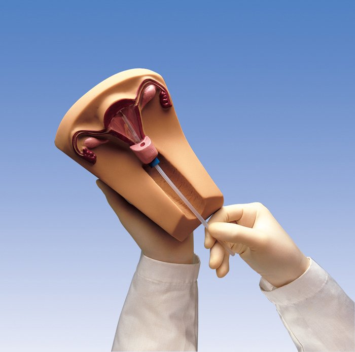 3B Scientific® I.U.D. Trainer for Nursing and CTE