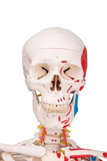 skeleton, skeletal system, bones, anatomy