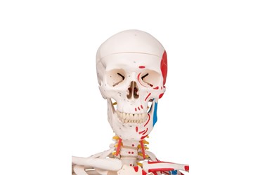 skeleton, skeletal system, bones, anatomy