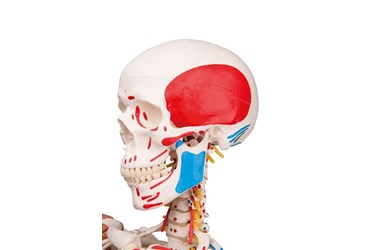 flexible ligaments, flexible spine, posture, joints