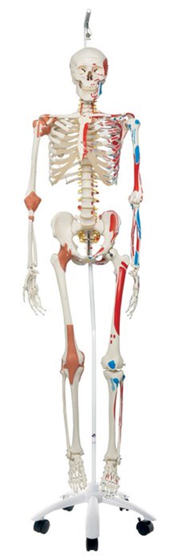 3B Scientific® Super Skeleton Sam Rod Mount Model for Anatomy and Physiology