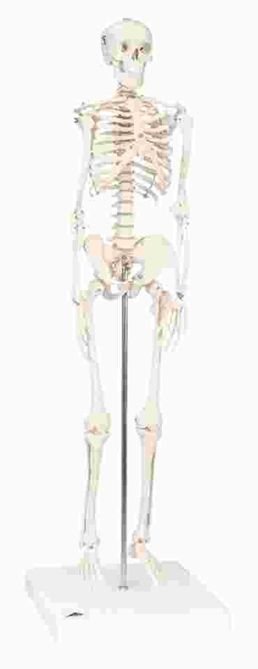 3B Scientific® Mini Skeleton for Anatomy and Physiology