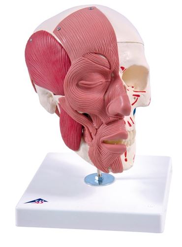 3B Scientific® Skull with Facial Muscles for Anatomy and Physiology