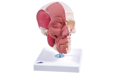 3B Scientific® Skull with Facial Muscles for Anatomy and Physiology