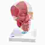 3B Scientific® Skull with Facial Muscles for Anatomy and Physiology