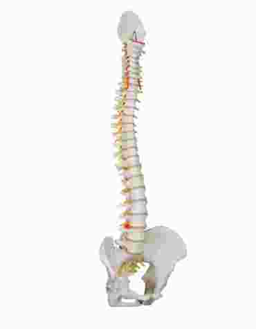 3B Scientific® Classic Flexible Spine for Anatomy and Physiology