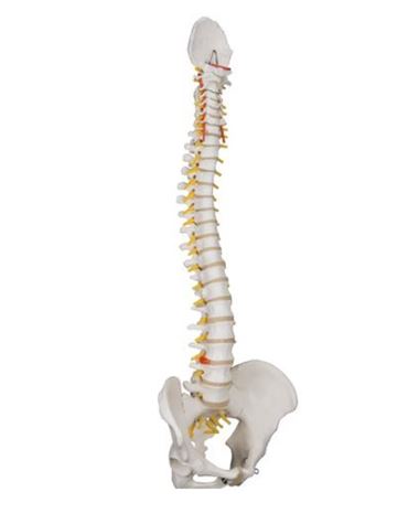 3B Scientific® Classic Flexible Spine for Anatomy and Physiology