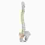 3B Scientific® Classic Flexible Spine for Anatomy and Physiology