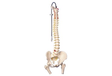 3B Scientific® Classic Flexible Spine for Anatomy and Physiology
