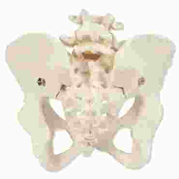 female, male