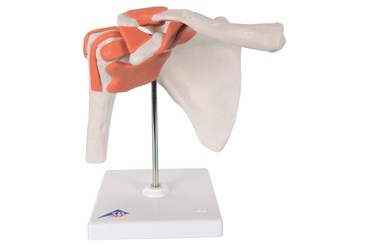 3B Scientific® Functional Shoulder Joint for Anatomy and Physiology
