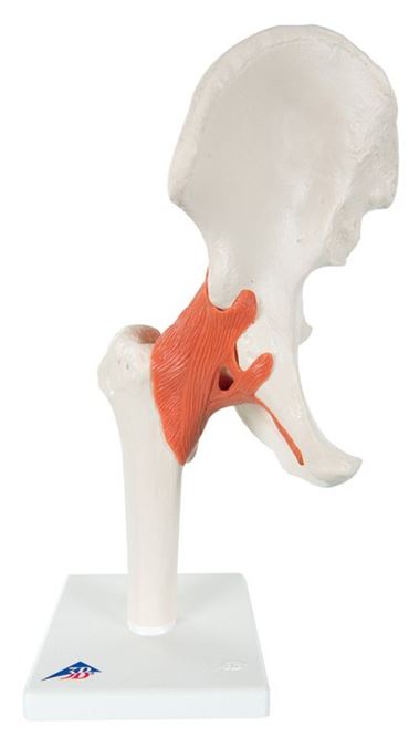 3B Scientific® Functional Hip Joint for Anatomy and Physiology