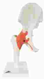 3B Scientific® Functional Hip Joint for Anatomy and Physiology