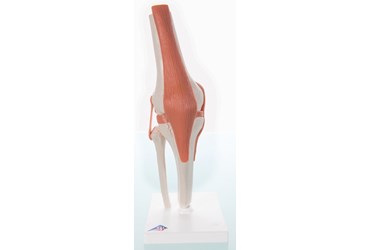 3B Scientific® Functional Knee Joint for Anatomy and Physiology