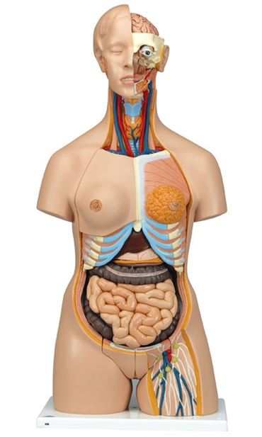 3B Scientific® Deluxe 24-Part Dual-Sex Torso for Anatomy and Physiology