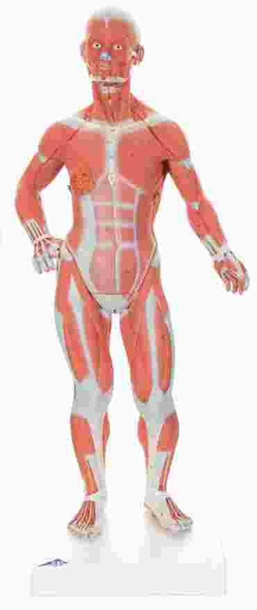 3B Scientific® One-Third Life-Size Muscle Figure for Anatomy and Physiology