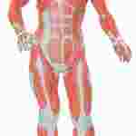 3B Scientific® One-Third Life-Size Muscle Figure for Anatomy and Physiology