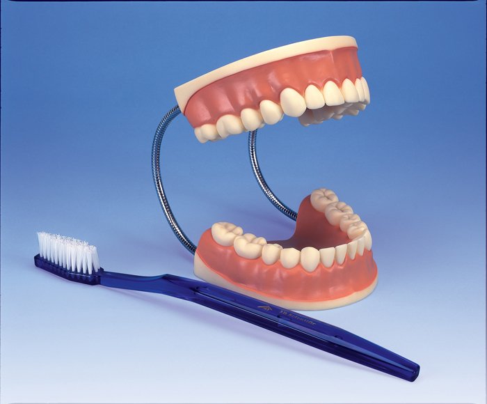 3B Scientific® Giant Dental Care Model for Anatomy and Physiology