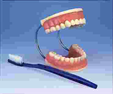 3B Scientific® Giant Dental Care Model for Anatomy and Physiology