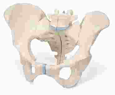3B Scientific® Female 3-Part Pelvis for Anatomy and Physiology