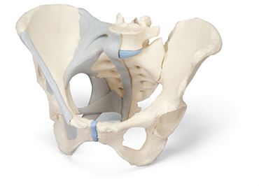 3B Scientific® Female 3-Part Pelvis for Anatomy and Physiology